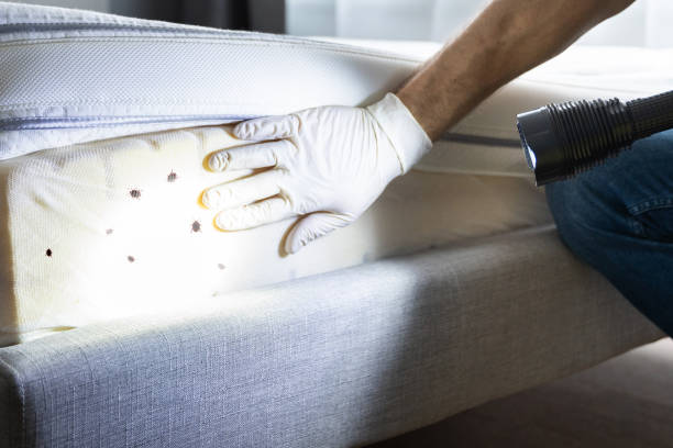 Best Affordable Pest Control Services  in Forest Hills, MI